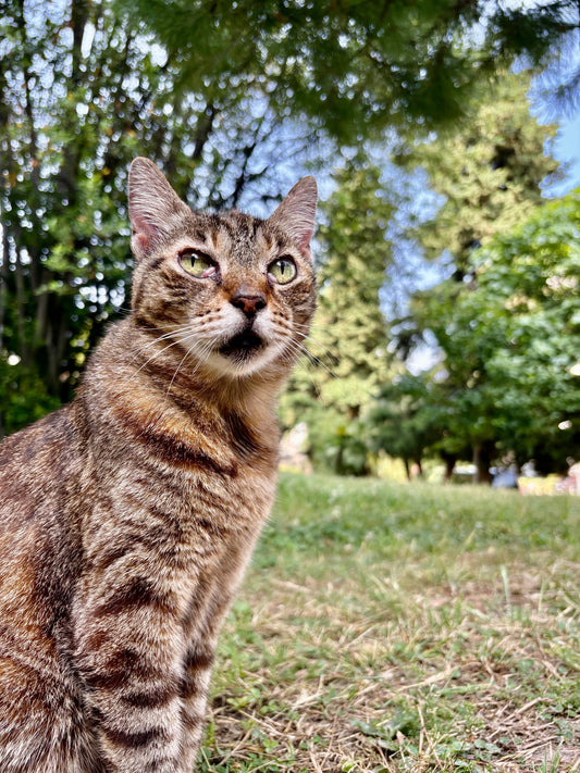 How to Reduce Cat Anxiety Naturally – Vet-Approved Tips