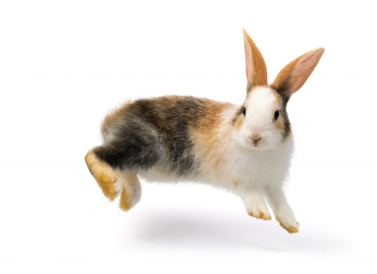 Why Rabbits Binky & What They Mean: Understanding Your Bunny’s Behavior
